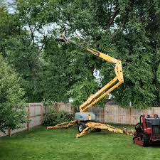 Trusted Albany, NY Tree Removal Experts