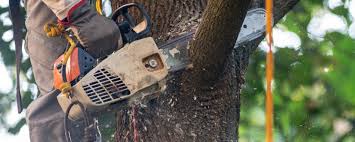 Best Tree Trimming and Pruning  in Alba, NY