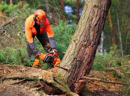 How Our Tree Care Process Works  in  Albany, NY