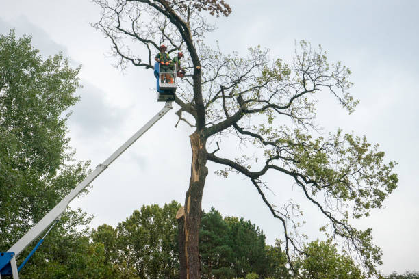 How Our Tree Care Process Works  in  Albany, NY