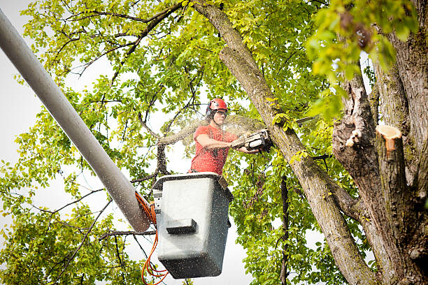 Best Tree Disease Treatment  in Alba, NY